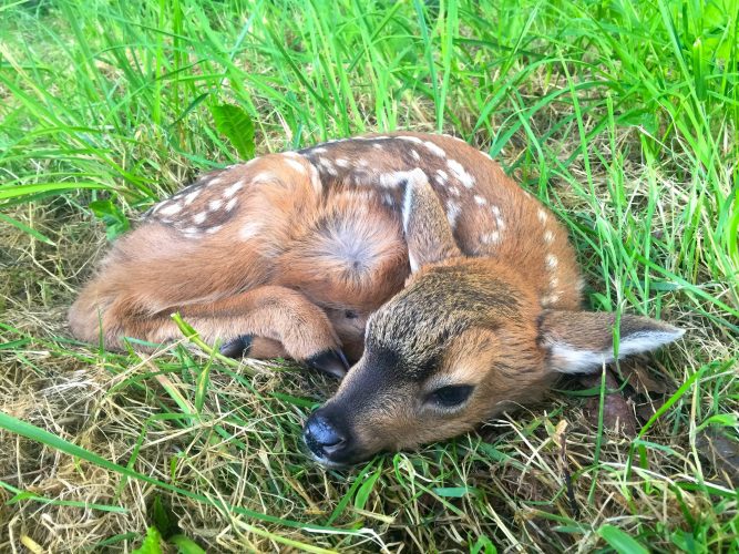 Good Fences Make Good Neighbors of Humans, Wildlife